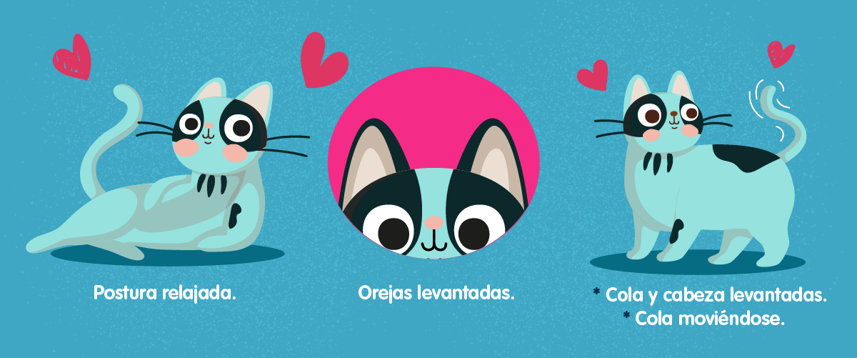 ¿Cómo acariciar a tu gatito?