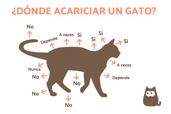 ¿Cómo acariciar a tu gatito?
